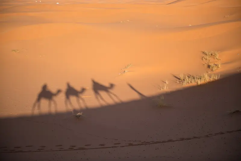 A camel caravan crossing the Erg Chebbi dunes in the Sahara